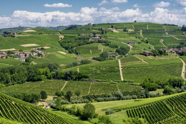 Langhe Barbaresco, Cuneo, Piedmont, İtalya, yaz, üzüm bağları