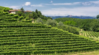 Langhe Barbaresco, Cuneo, Piedmont, İtalya, yaz, üzüm bağları