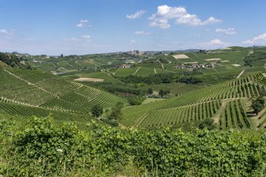 Langhe Barbaresco, Cuneo, Piedmont, İtalya, yaz, üzüm bağları