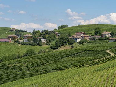 Langhe Barbaresco ve Alba, Cuneo, Piedmont, İtalya, üzüm bağları, yaz