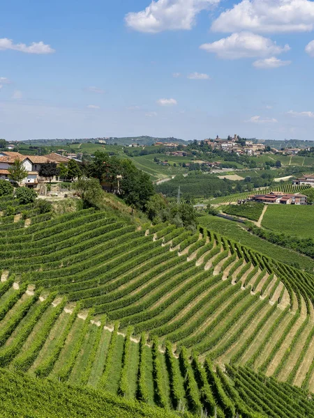 Αμπελώνες Στην Langhe Κοντά Barbaresco Κούνεο Πιεμόντε Italy Στο Καλοκαίρι — Φωτογραφία Αρχείου