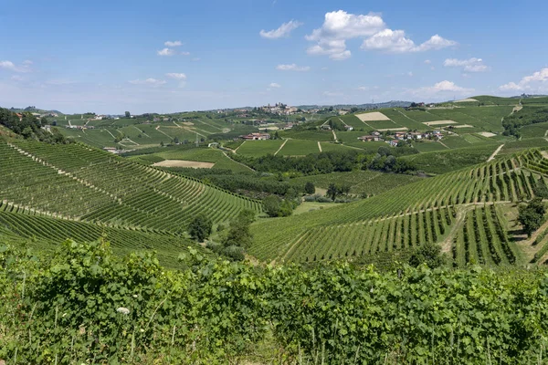 Виноградники Ланге Рядом Барбареско Кунео Пьемонт Италия Летом — стоковое фото
