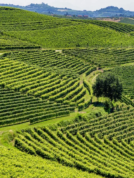 Viñedos Langhe Cerca Barbaresco Alba Cuneo Piamonte Italia Verano —  Fotos de Stock