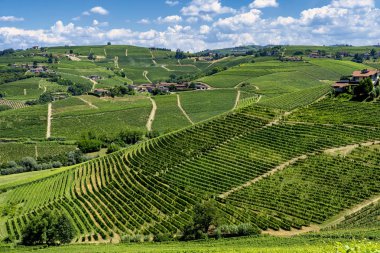 Langhe Barbaresco, Cuneo, Piedmont, İtalya, yaz, üzüm bağları