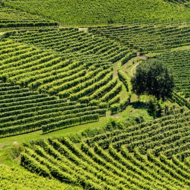 Langhe Barbaresco ve Alba, Cuneo, Piedmont, İtalya, üzüm bağları, yaz