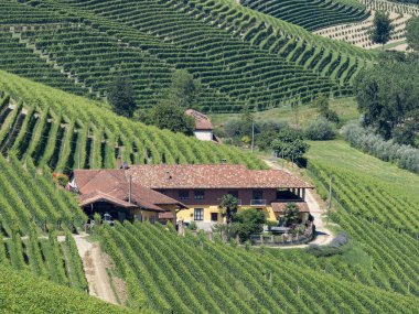 Langhe Barbaresco ve Alba, Cuneo, Piedmont, İtalya, üzüm bağları, yaz