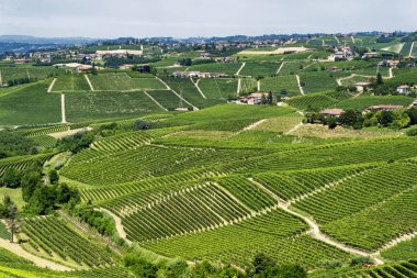 Langhe Barbaresco ve Alba, Cuneo, Piedmont, İtalya, üzüm bağları, yaz