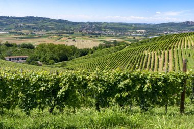 Langhe Barbaresco, Cuneo, Piedmont, İtalya, yaz, üzüm bağları