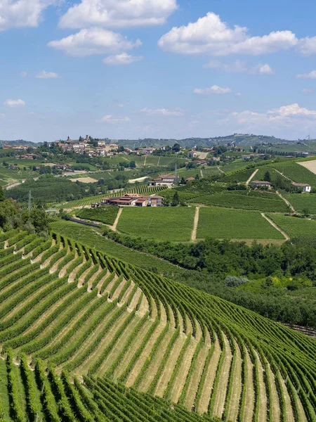 Vingårdarna Langhe Nära Barbaresco Cuneo Piemonte Italien Sommaren — Stockfoto