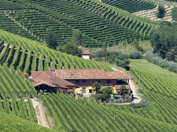 Langhe Barbaresco Alba Cuneo Piedmont Talya Üzüm Bağları Yaz — Stok fotoğraf