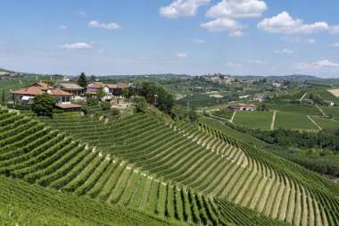 Langhe Barbaresco, Cuneo, Piedmont, İtalya, yaz, üzüm bağları
