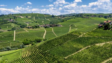 Langhe Barbaresco, Cuneo, Piedmont, İtalya, yaz, üzüm bağları