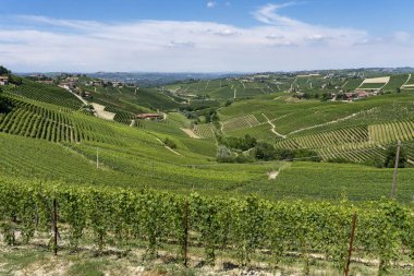 Langhe Barbaresco ve Alba, Cuneo, Piedmont, İtalya, üzüm bağları, yaz