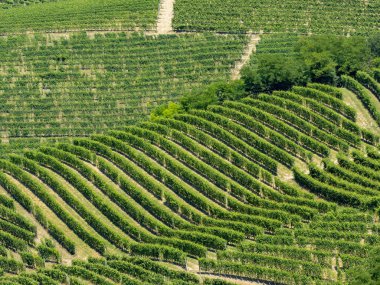 Langhe Barbaresco ve Alba, Cuneo, Piedmont, İtalya, üzüm bağları, yaz