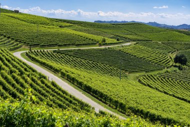 Langhe Barbaresco ve Alba, Cuneo, Piedmont, İtalya, üzüm bağları, yaz