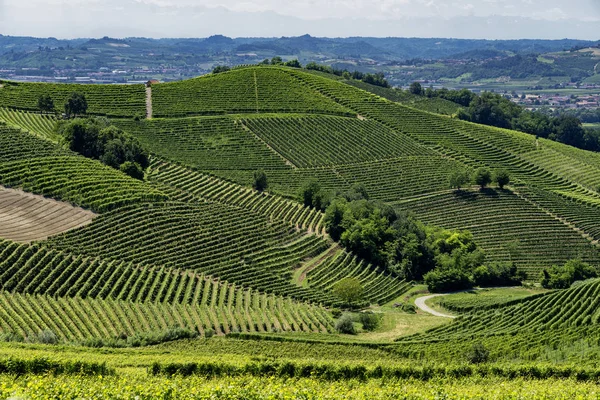 Winnice Langhe Pobliżu Barbaresco Alba Cuneo Piemont Włochy Lato — Zdjęcie stockowe