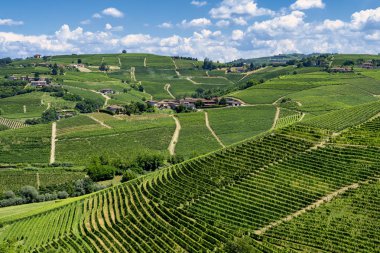 Langhe Barbaresco, Cuneo, Piedmont, İtalya, yaz, üzüm bağları