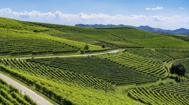 Langhe Barbaresco ve Alba, Cuneo, Piedmont, İtalya, üzüm bağları, yaz