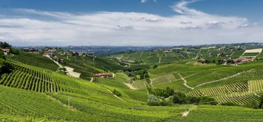 Langhe Barbaresco ve Alba, Cuneo, Piedmont, İtalya, üzüm bağları, yaz