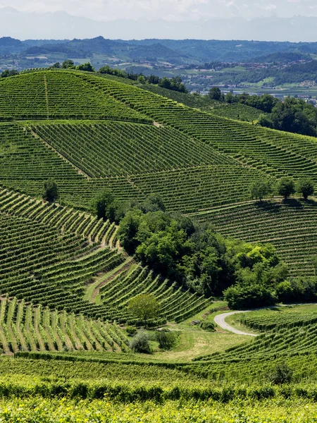 夏のバルバレスコ アルバ クーネオ イタリア ピエモンテ州ランゲのブドウ畑 — ストック写真
