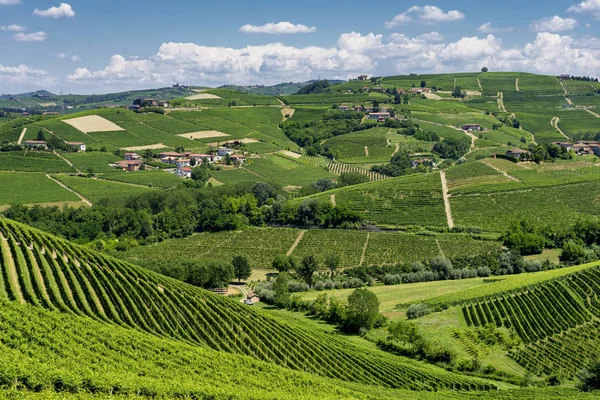 Langhe Barbaresco, Cuneo, Piedmont, İtalya, yaz, üzüm bağları