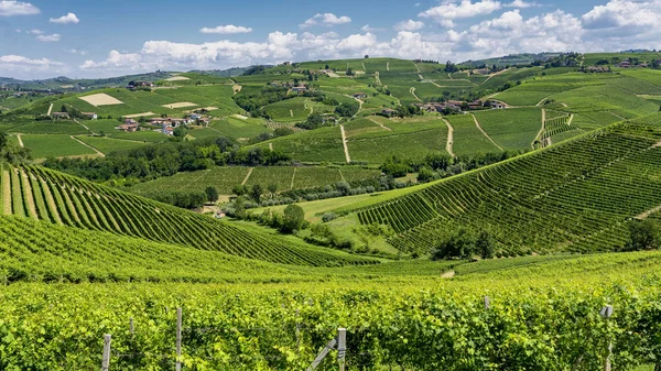 Vineyards Langhe Barbaresco Cuneo Piedmont Italy Summer — Stock Photo, Image