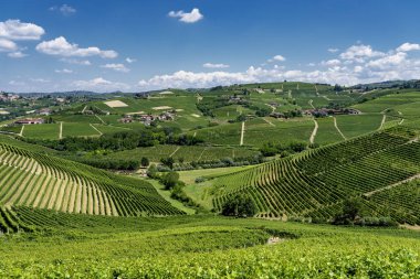 Langhe Barbaresco, Cuneo, Piedmont, İtalya, yaz, üzüm bağları