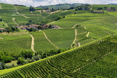 Langhe Barbaresco, Cuneo, Piedmont, İtalya, yaz, üzüm bağları