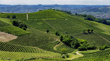 Langhe Barbaresco ve Alba, Cuneo, Piedmont, İtalya, üzüm bağları, yaz