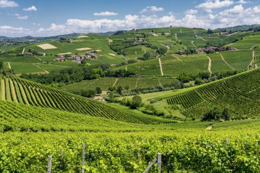 Langhe Barbaresco, Cuneo, Piedmont, İtalya, yaz, üzüm bağları