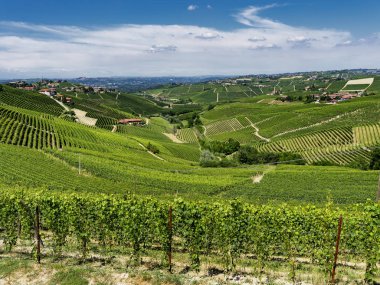 Langhe Barbaresco ve Alba, Cuneo, Piedmont, İtalya, üzüm bağları, yaz