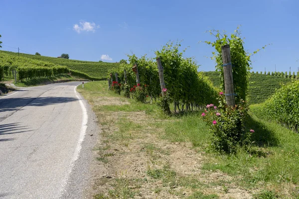 Αμπελώνες Στην Langhe Κοντά Barbaresco Κούνεο Πιεμόντε Italy Στο Καλοκαίρι — Φωτογραφία Αρχείου