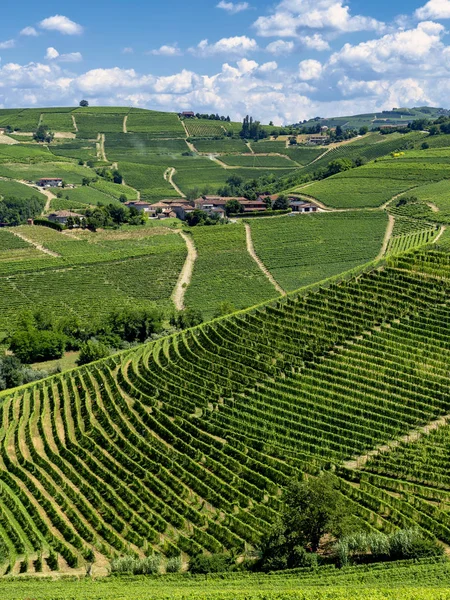 Виноградники Ланге Рядом Барбареско Кунео Пьемонт Италия Летом — стоковое фото