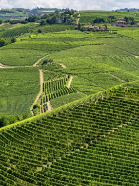 Langhe Barbaresco, Cuneo, Piedmont, İtalya, yaz, üzüm bağları