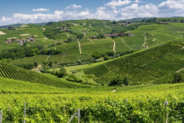 Langhe Barbaresco, Cuneo, Piedmont, İtalya, yaz, üzüm bağları
