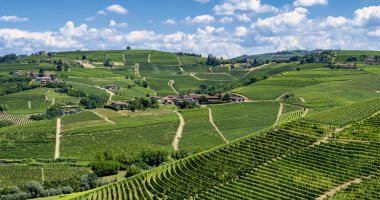 Langhe Barbaresco, Cuneo, Piedmont, İtalya, yaz, üzüm bağları