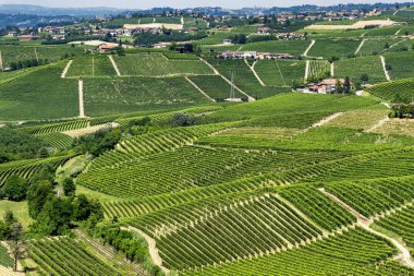 Langhe Barbaresco ve Alba, Cuneo, Piedmont, İtalya, üzüm bağları, yaz