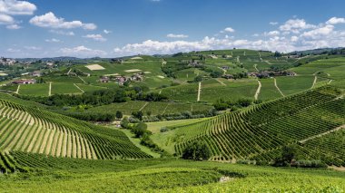 Langhe Barbaresco, Cuneo, Piedmont, İtalya, yaz, üzüm bağları