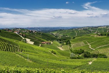 Langhe Barbaresco ve Alba, Cuneo, Piedmont, İtalya, üzüm bağları, yaz
