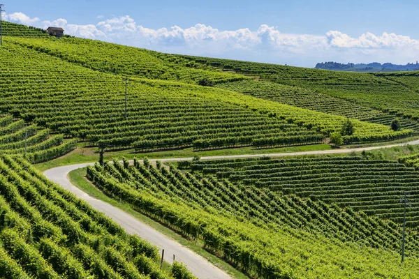 Winnice Langhe Pobliżu Barbaresco Alba Cuneo Piemont Włochy Lato — Zdjęcie stockowe