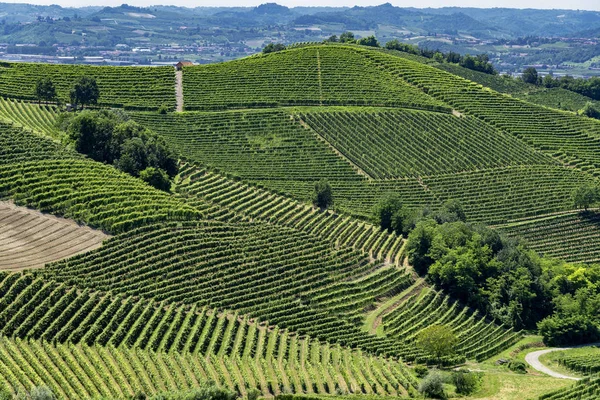 Vinhas Langhe Perto Barbaresco Alba Cuneo Piemonte Itália Verão — Fotografia de Stock