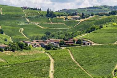 Langhe Barbaresco, Cuneo, Piedmont, İtalya, yaz, üzüm bağları