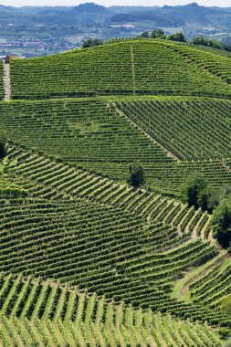 Langhe Barbaresco ve Alba, Cuneo, Piedmont, İtalya, üzüm bağları, yaz
