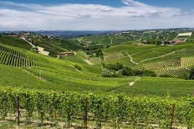 Langhe Barbaresco ve Alba, Cuneo, Piedmont, İtalya, üzüm bağları, yaz