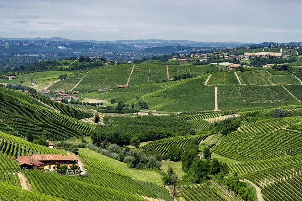Vignobles Dans Les Langhe Près Barbaresco Alba Cuneo Piémont Italie — Photo