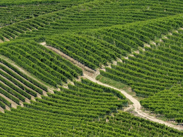 Viñedos Langhe Cerca Barbaresco Alba Cuneo Piamonte Italia Verano — Foto de Stock