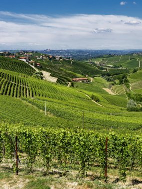 Langhe Barbaresco ve Alba, Cuneo, Piedmont, İtalya, üzüm bağları, yaz