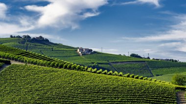 Langhe Barolo ve Alba, Cuneo, Piedmont, İtalya, üzüm bağları, yaz