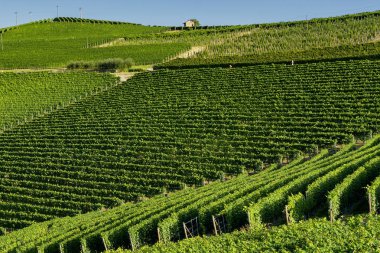 Langhe Barolo ve Alba, Cuneo, Piedmont, İtalya, üzüm bağları, yaz
