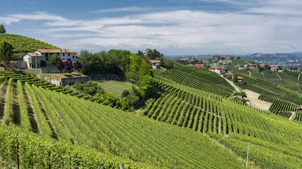 Vignobles Dans Les Langhe Près Barbaresco Alba Cuneo Piémont Italie — Photo